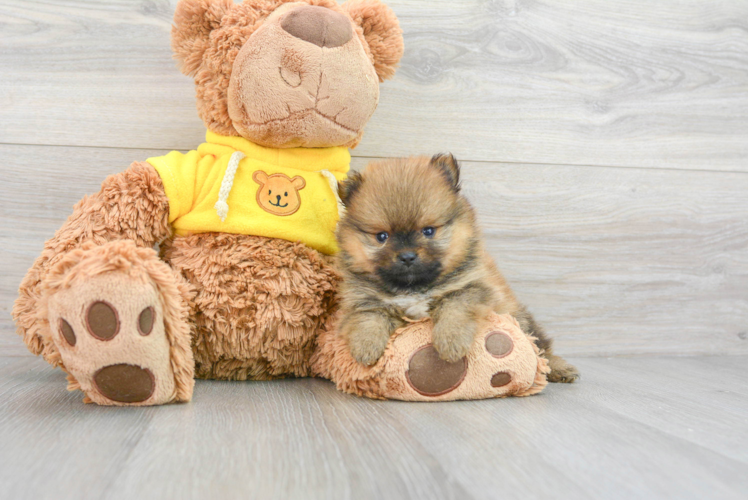 Pomeranian Puppy for Adoption