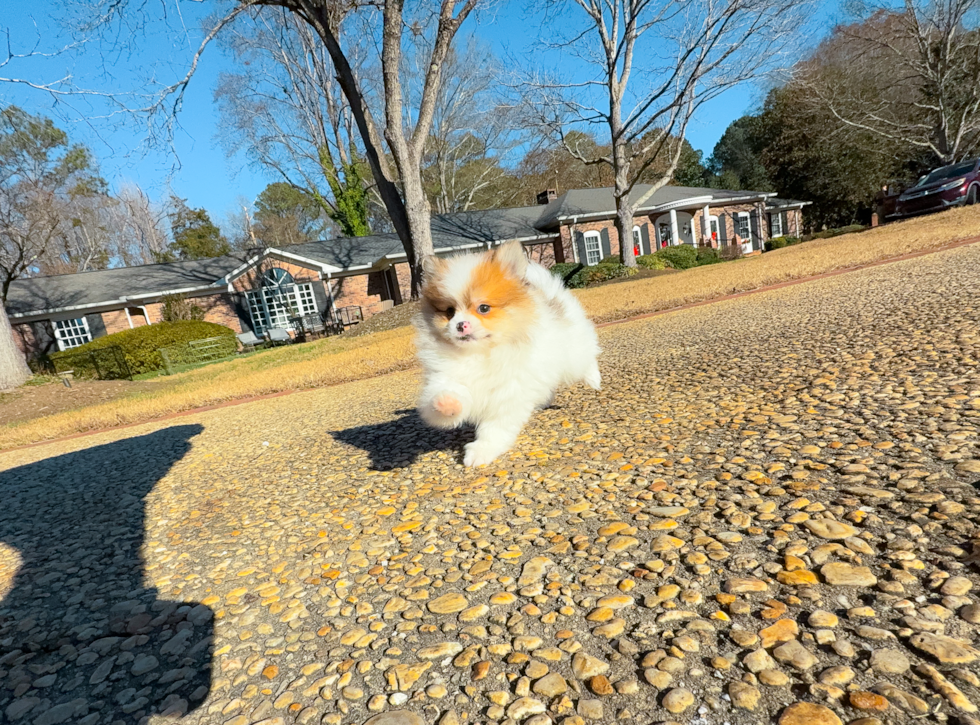 Cute Dwarf Spitz Purebred Puppy