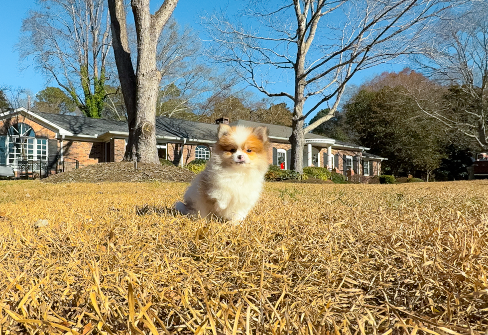 Best Pomeranian Baby