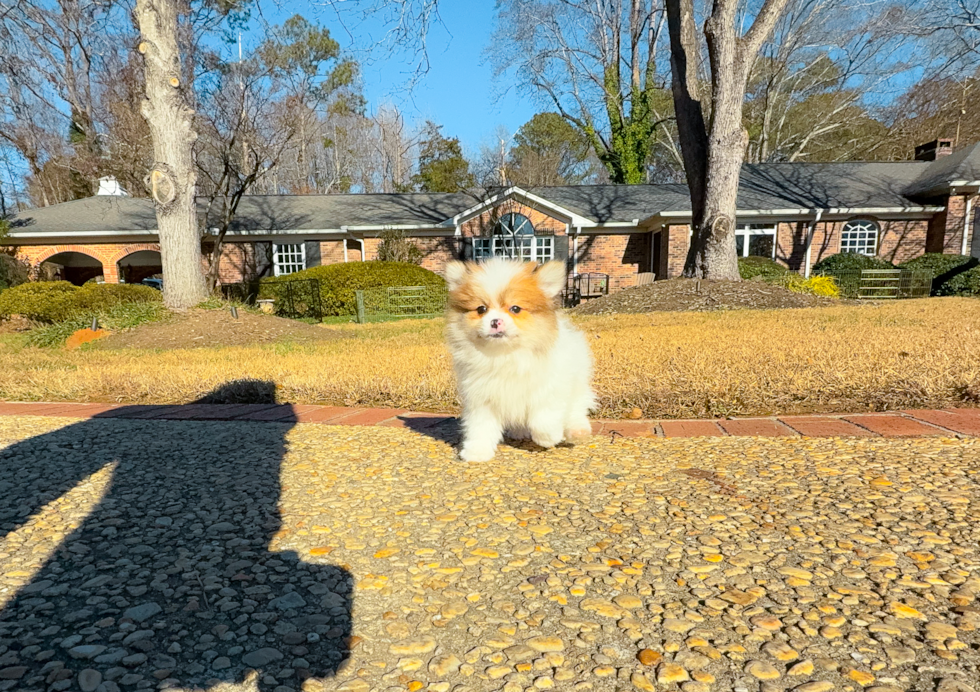 Pomeranian Pup Being Cute