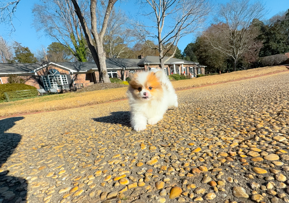 Pomeranian Pup Being Cute