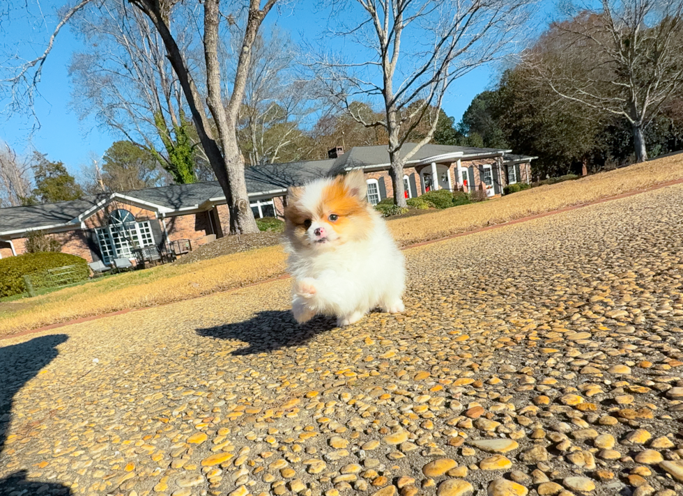 Cute Deutscher Spitz Purebred Puppy