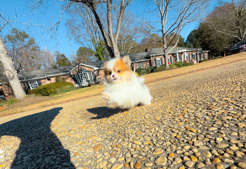 Pomeranian Puppy for Adoption