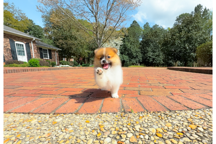 Cute Swergspitz Purebred Puppy