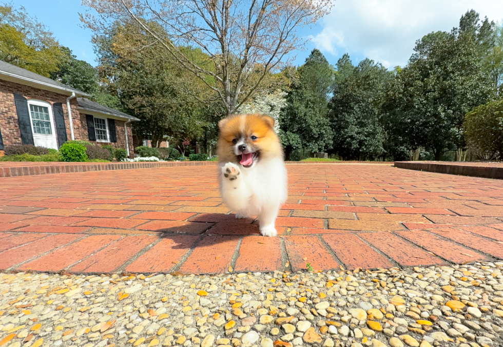 Cute Swergspitz Purebred Puppy
