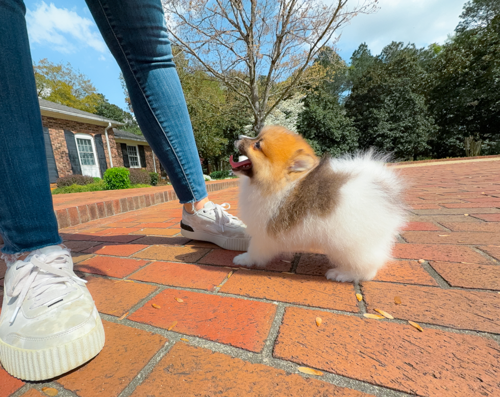 Cute Pomeranian Purebred Pup