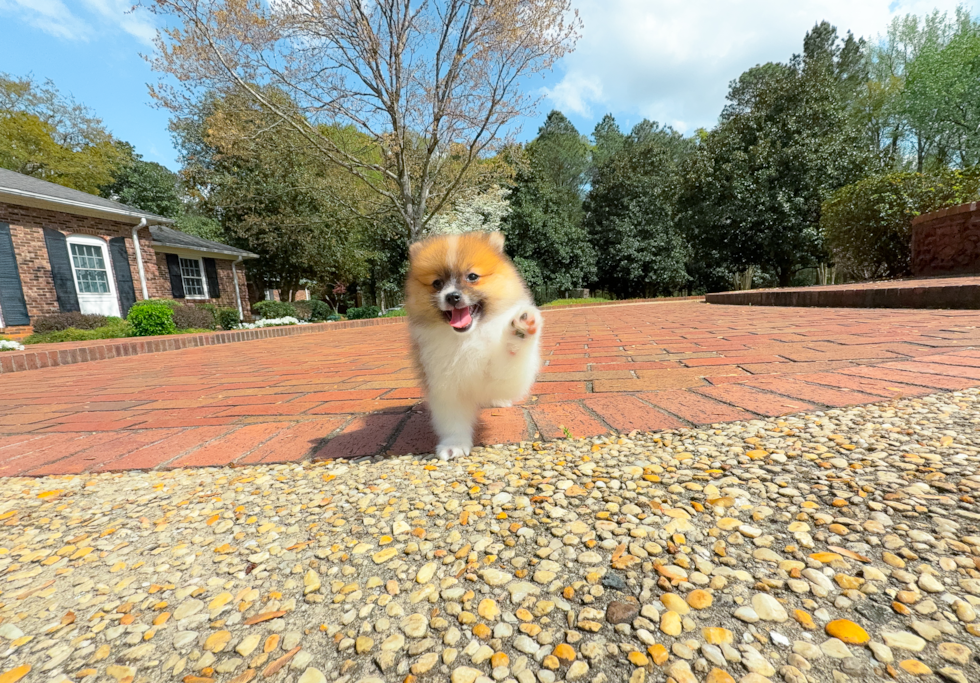 Pomeranian Pup Being Cute