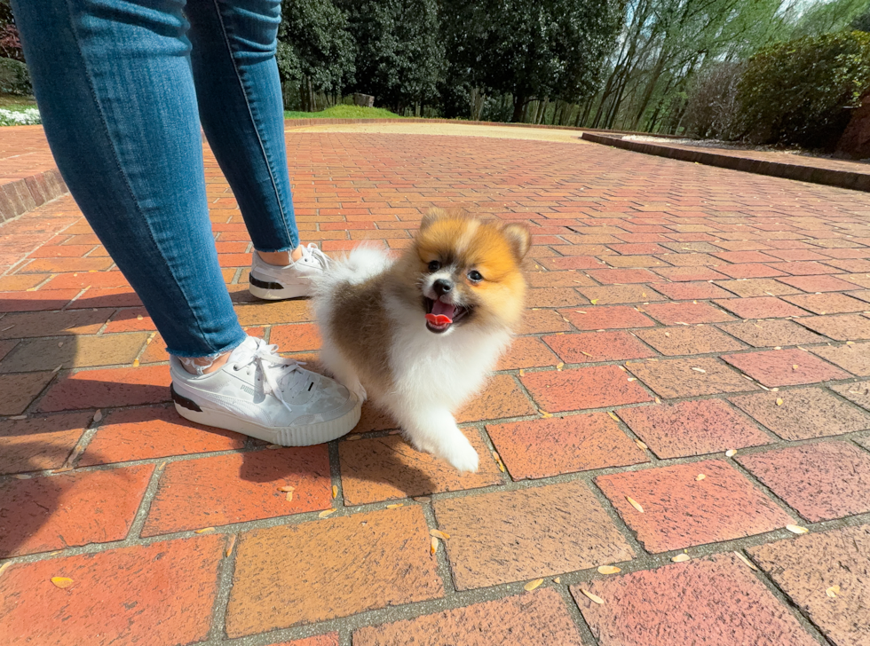 Pomeranian Pup Being Cute