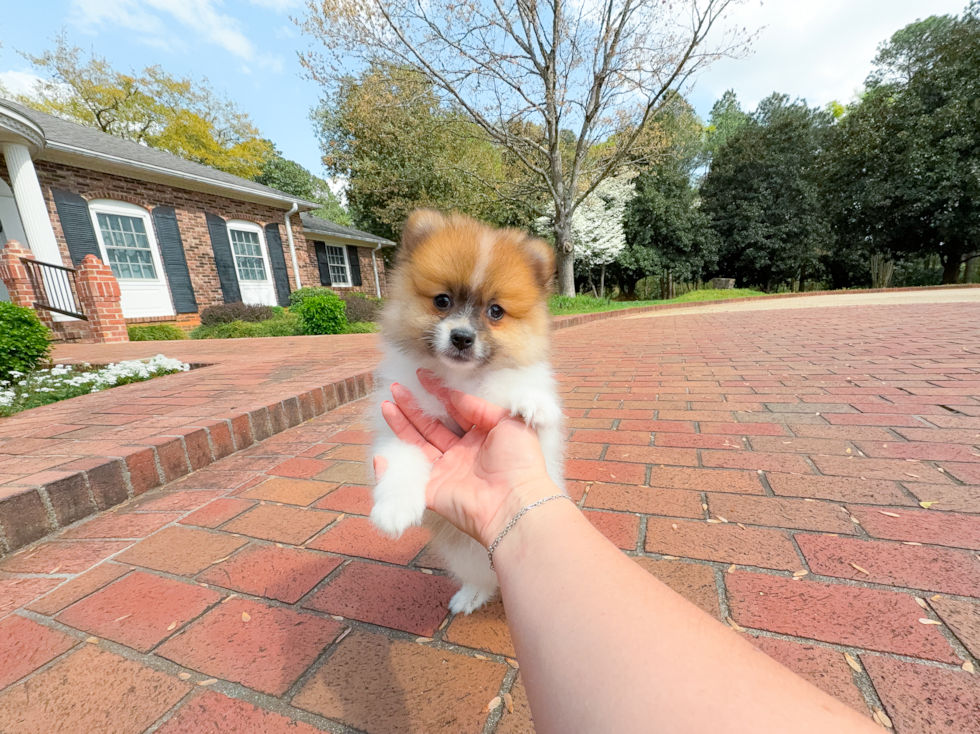 Best Pomeranian Baby