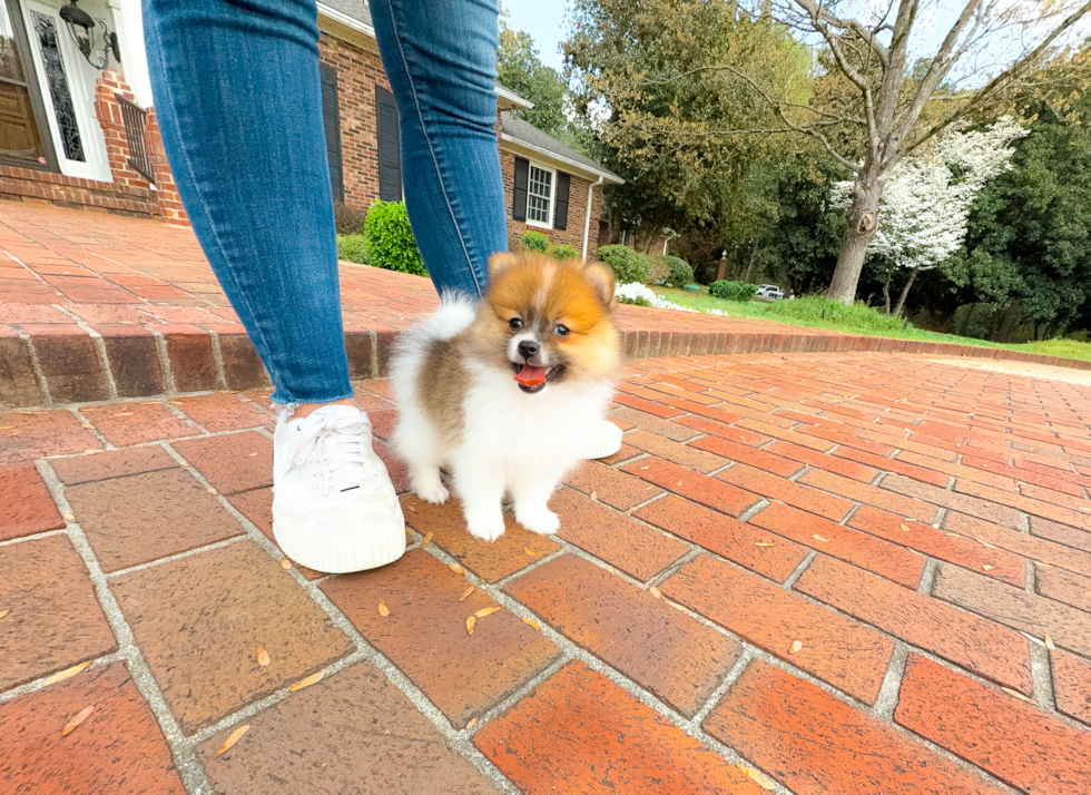 Cute Pomeranian Baby