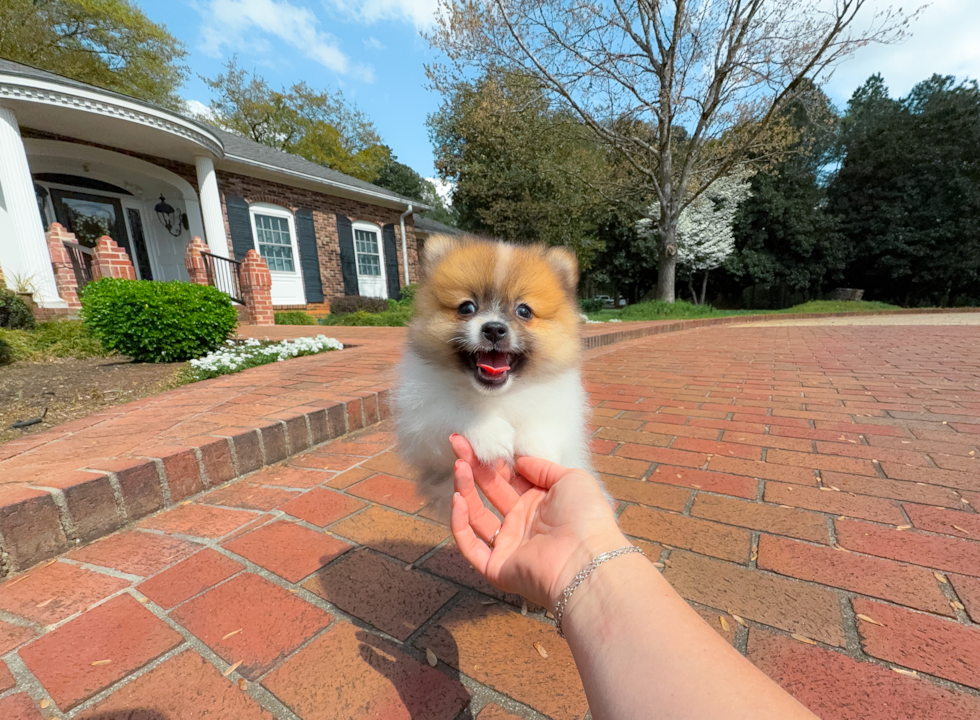 Cute Pom Purebred Puppy