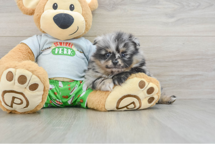 Friendly Pomeranian Purebred Pup