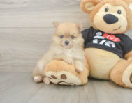 7 week old Pomeranian Puppy For Sale - Simply Southern Pups