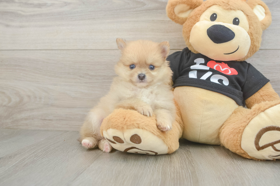 6 week old Pomeranian Puppy For Sale - Simply Southern Pups