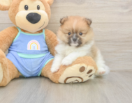 5 week old Pomeranian Puppy For Sale - Simply Southern Pups