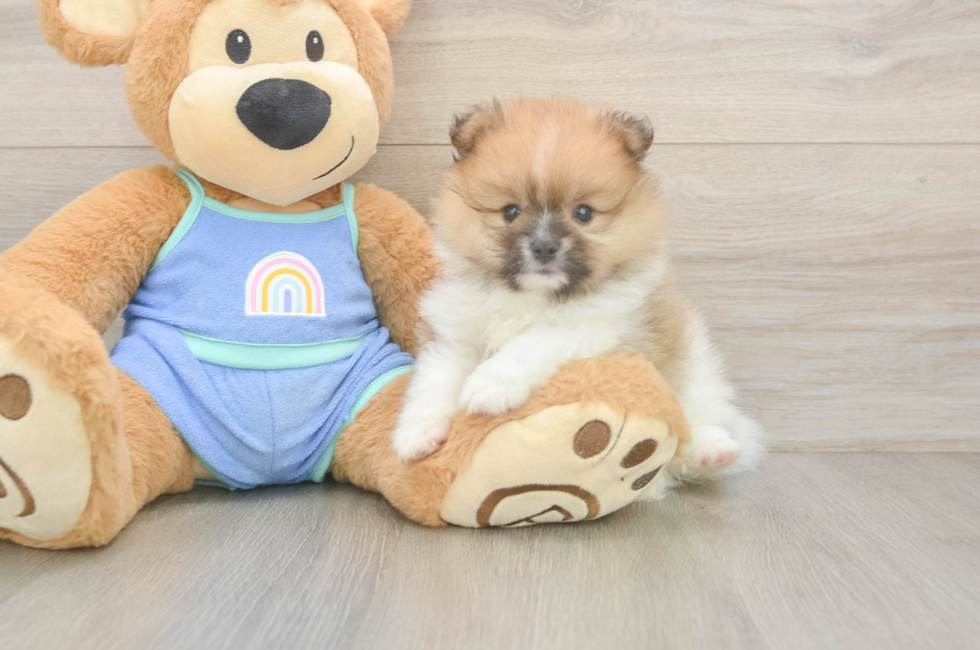 7 week old Pomeranian Puppy For Sale - Simply Southern Pups