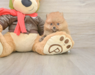7 week old Pomeranian Puppy For Sale - Simply Southern Pups