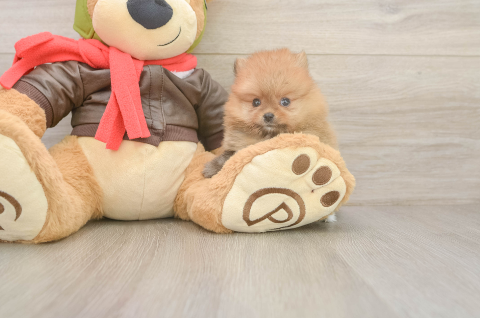 6 week old Pomeranian Puppy For Sale - Simply Southern Pups