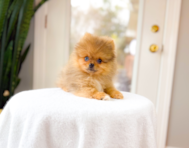 12 week old Pomeranian Puppy For Sale - Simply Southern Pups