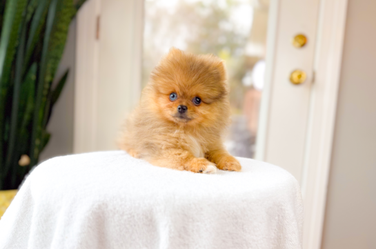 Pomeranian Puppy for Adoption