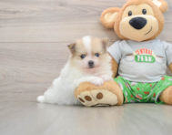 8 week old Pomeranian Puppy For Sale - Simply Southern Pups