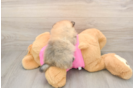 Playful Pomeranian Purebred Pup