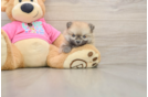 Adorable Dwarf Spitz Purebred Puppy
