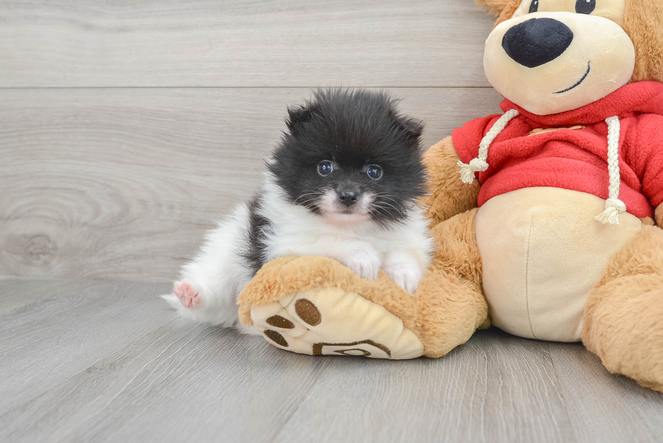 Purebred teacup pomeranian shops