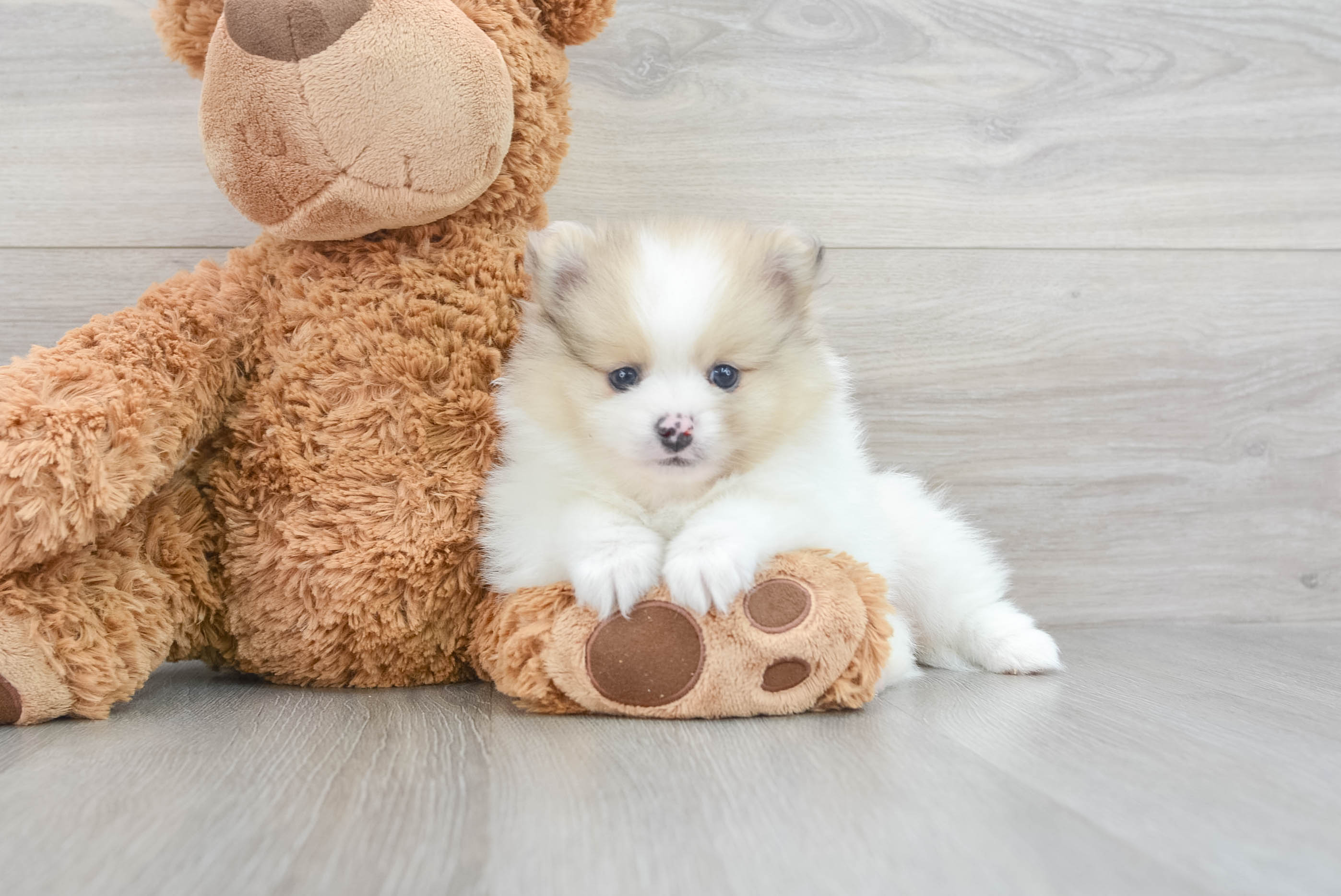 Pomeranian teddy bear dog best sale