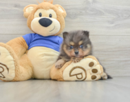 8 week old Pomeranian Puppy For Sale - Simply Southern Pups