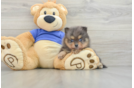 Pomeranian Puppy for Adoption