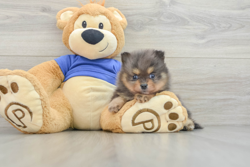 Pomeranian Puppy for Adoption