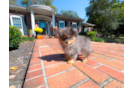 Cute Pomeranian Purebred Pup