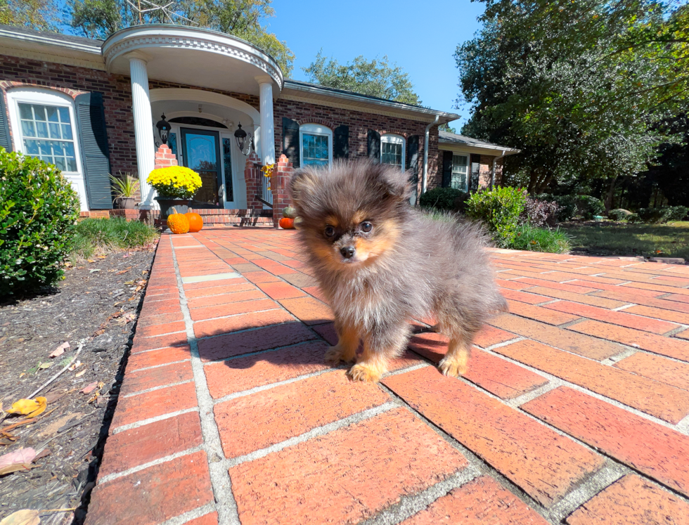 Cute Pomeranian Purebred Pup