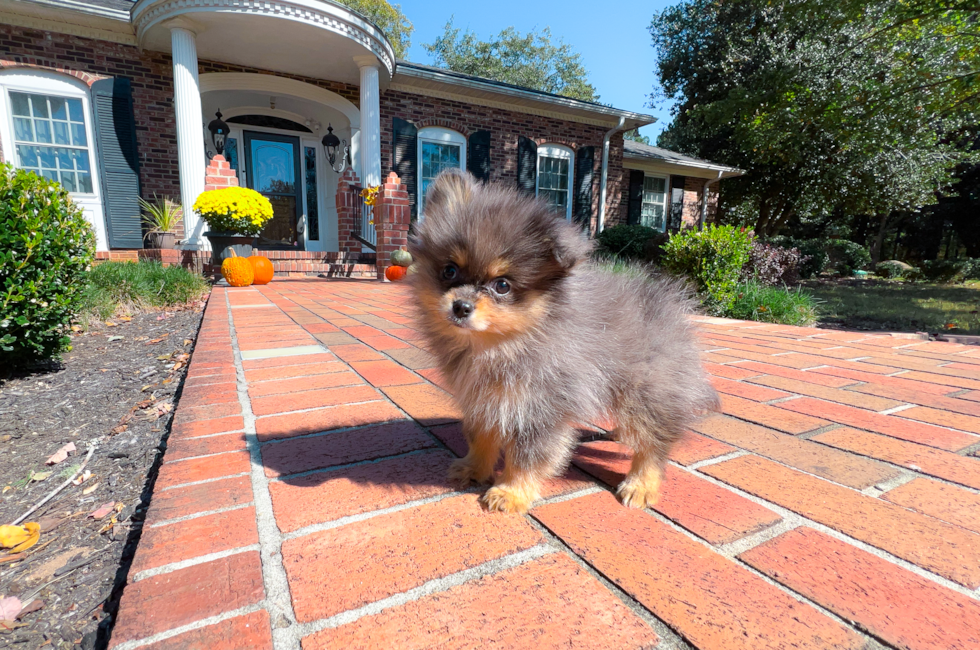 12 week old Pomeranian Puppy For Sale - Simply Southern Pups