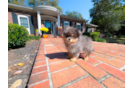 Cute Pom Dog Purebred Puppy