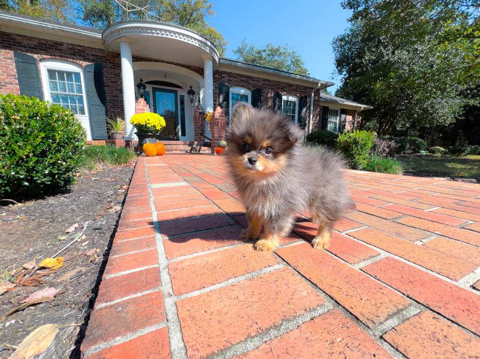 Cute Pom Dog Purebred Puppy