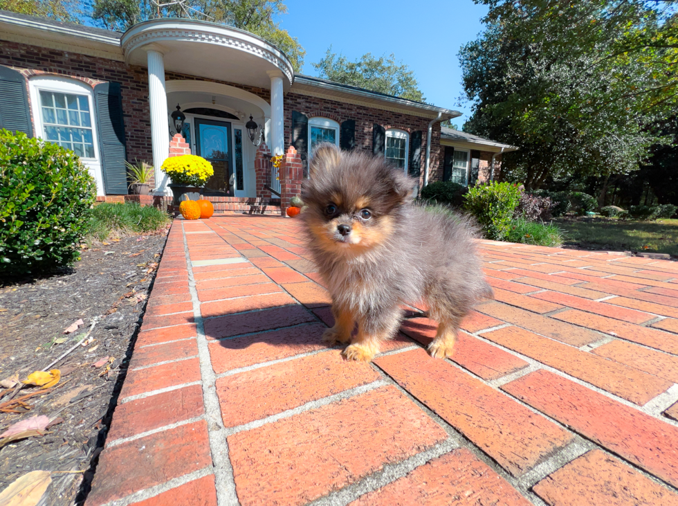 Best Pomeranian Baby