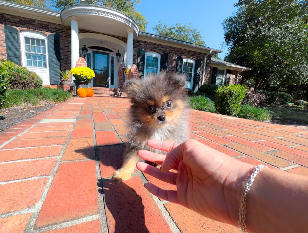 Pomeranian Puppy for Adoption