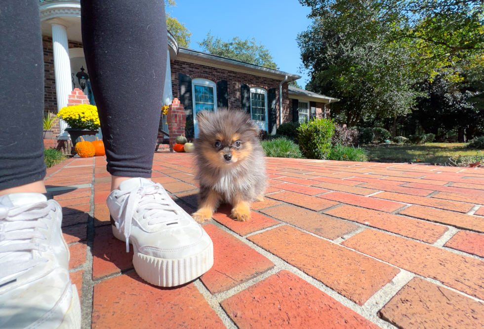 Pomeranian Pup Being Cute