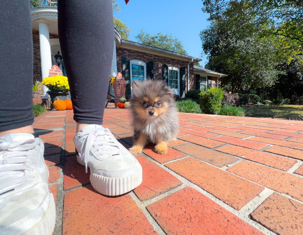 Best Pomeranian Baby