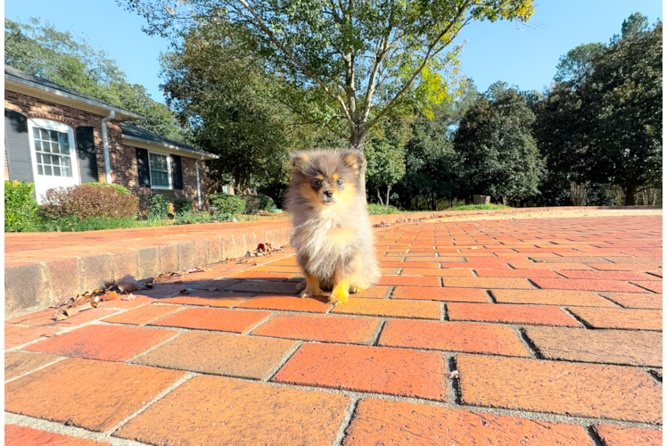 Pomeranian Pup Being Cute