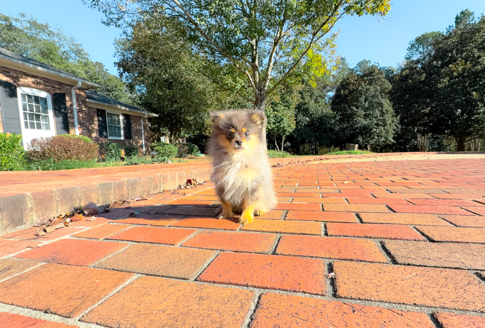 Pomeranian Pup Being Cute