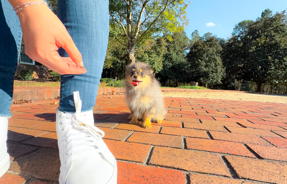 Cute Pomeranian Purebred Pup