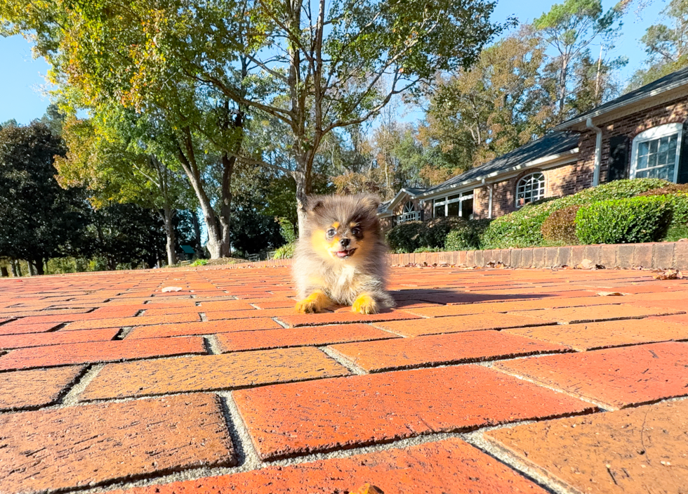 Pomeranian Puppy for Adoption