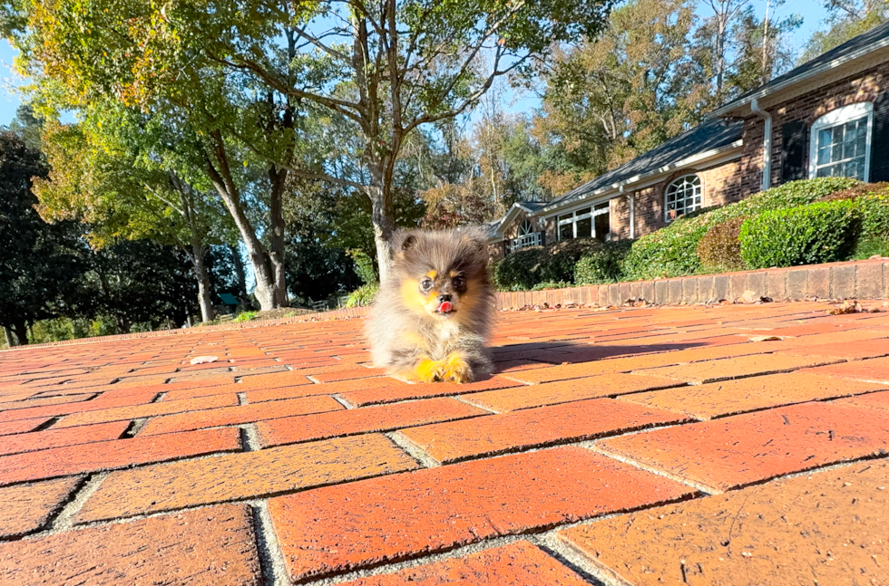 Pomeranian Pup Being Cute