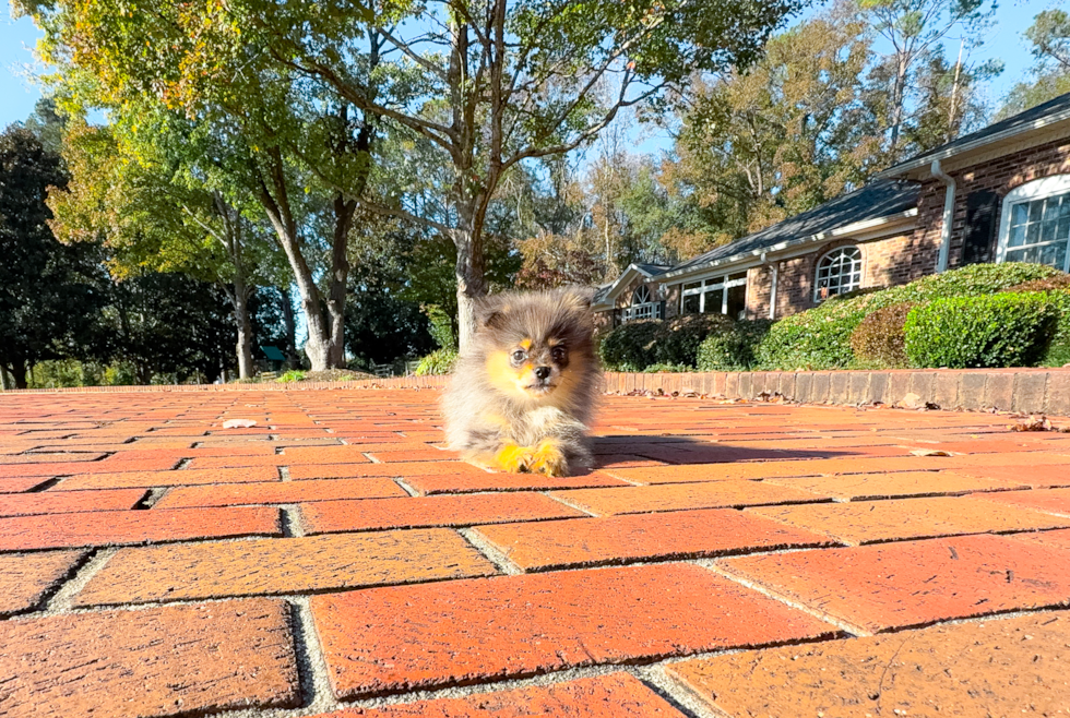 Cute Pomeranian Purebred Pup