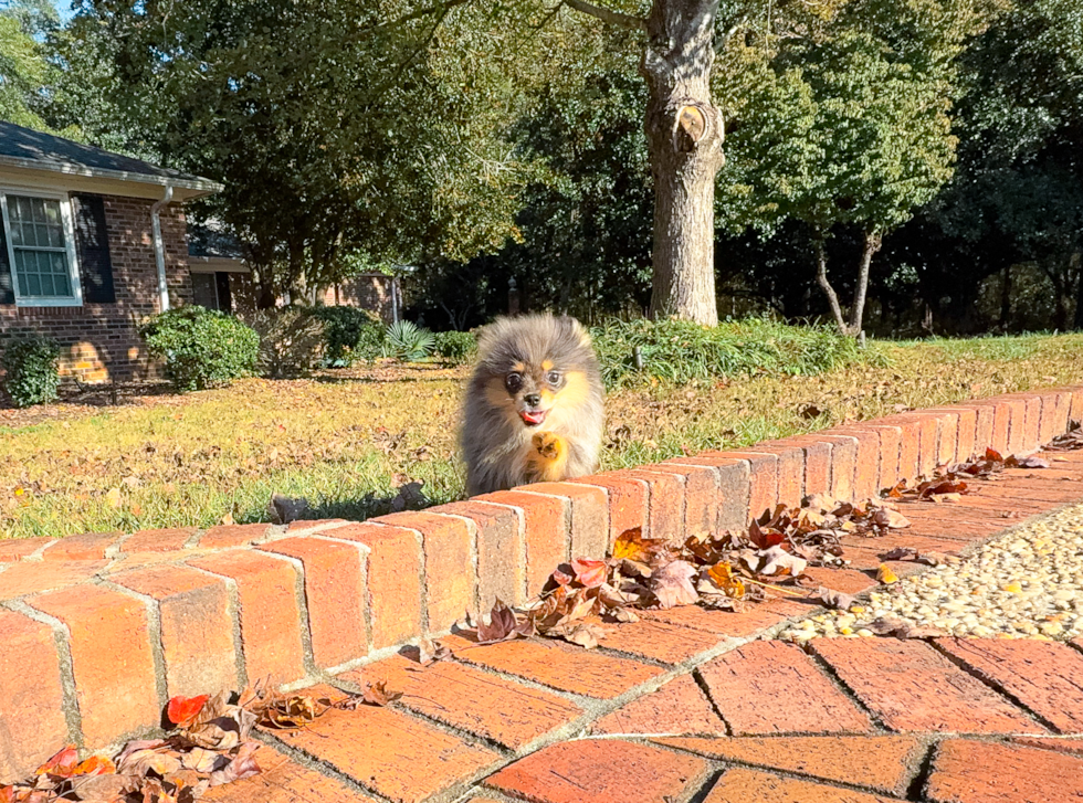 Best Pomeranian Baby