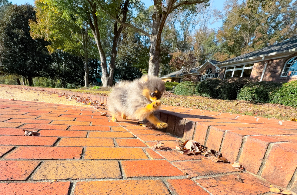 Pomeranian Puppy for Adoption