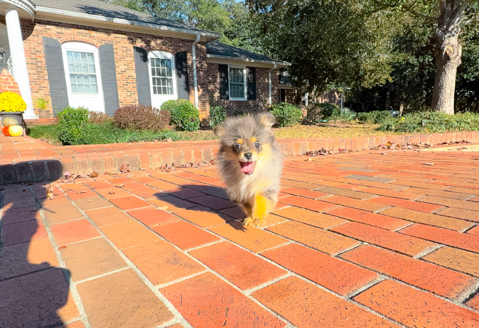 Cute Pomeranian Purebred Pup